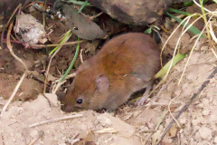 Bank-Vole-23-08-22-Martin-Jeffree