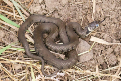 Grass-Snake-23-08-22-Martin-Jeffree