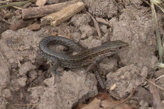 Lizard-23-08-22-Martin-Jeffree