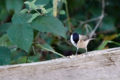 Marsh Tit -- Linsey Gooding