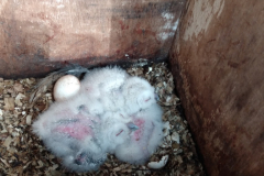 1_Tawny-Owl-chicks-18-04-23-John-Edwards