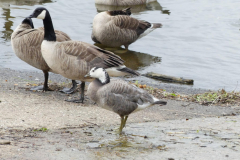 Bar Headed x Barnacle Goose --Alastair Gray