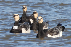 Barnacle-Geese-15-01-23-Lucia-Browne-2