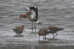 Black-tailed-Godwits-2-23-07-22-David-Williams