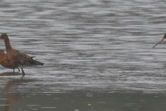 Black-tailed-Godwits-3-23-07-22-David-Williams