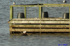 Common-Tern-chick-23-07-22-David-Williams