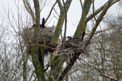 Cormorant-nests-21-03-23-Bob-Johnson