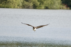 Osprey -- Linsey Gooding