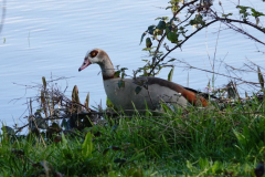 Egyption-Goose-11-04-23-Brian-Mead