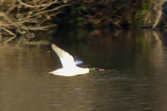 Goosander m 28-11-24 Alastai  Gray