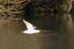 Goosander-m-28-11-24-Alastair-Gray-2-crop