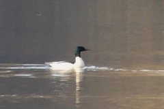 Goosander m 28-11-24 Alastair Gray
