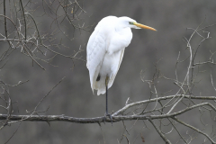Great White Egret David Williams 26-12-24