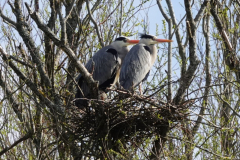 Heron-nest-11-04-23-Brian-Mead