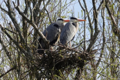 Heron-nest-11-04-23-Brian-Mead