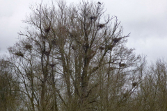 Heronry-21-03-23-Bob-Johnson