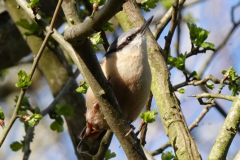 Nuthatch-11-04-23-Brian-Mead