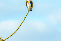Osprey-4-12-09-23-Russel-Prain