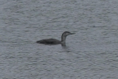Red-throated-Diver-24-10-23-Alastair-Gray
