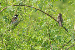 Reed-Bunting-06-06-23-Richard-Allan
