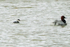Slavonian Grebe Edward Paxton 09-12-24