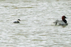 Slavonian-Grebe-Edward-Paxton-09-12-24-comp