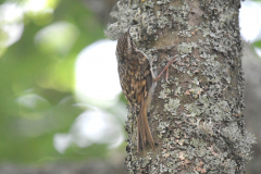 Treecreeper-26-06-23-David-Williams