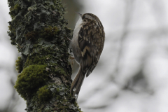 Treecreeper David Williams 26-12-24