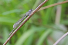 Azure-Damselfly-16-05-23-Richard-Allan