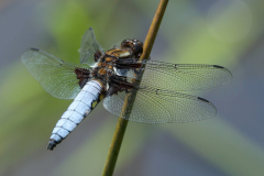 Broad-bodied-Chaser-06-06-23-Richard-Allan