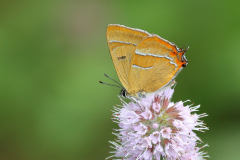 Brown-Hairstreak-01-08-23-Richard-Allan