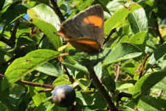 Brown Hairstreak