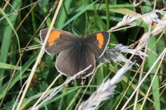 Brown Hairstreak