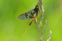 Mayfly-06-06-23-Richard-Allan