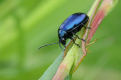 Mint-Beetle-16-05-23-Richard-Allan