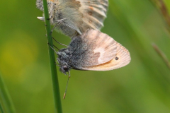Small-Heath-13-06-23-Richard-Allan