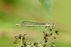 White legged Damselfly -- Ian Hodgson