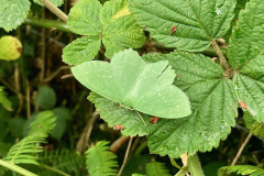 Large Emerald Moth -- Ian Hodgson