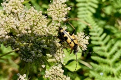 Spotted Longhorn Beetle -- Ian Hodgson