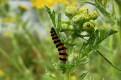 Cinnabar Moth Caterpillar -- Ian Hodgson