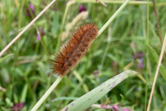 Ruby Tiger Moth Caterpillar -- Ian Hodgson