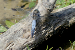 Black Tailed Skimmer -- Ian Hodgson