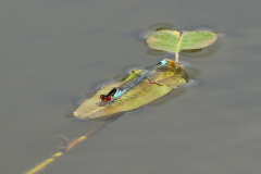 Red-eyed Damselfly -- Ian Hodgson