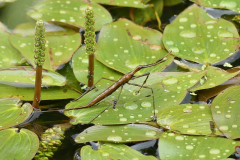 Water Stick Insect -- Ian Hodgson