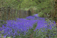 Bluebells-06-05-22-Richard-Allan.jpg-nggid0239-ngg0dyn-480x320x100-00f0w010c011r110f110r010t010
