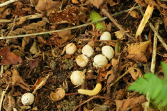 Dog-Stinkhorn-2-22-08-23-Richard-Allan