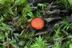 Eyelash-Fungus-2-18-07-23-Richard-Allan