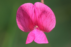 Grass-Vetchling-13-06-23-Richard-Allan