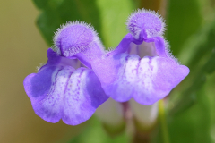 Skullcap-13-06-23-Richard-Allan