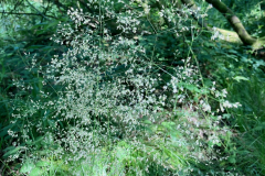 Tufted Hair Grass -- Ian Hodgson